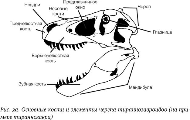 Переходим к целому тираннозавру снова в левой боковой проекции можно видеть - фото 4