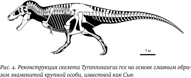 Тираннозавры фантастически харизматичны их размеры внешность и репутация - фото 6