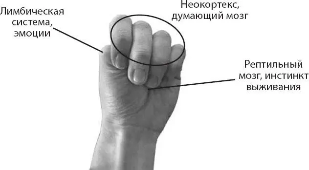 Рис 11Думающий мозг в контакте с рептильным мозгом и лимбической системой - фото 1