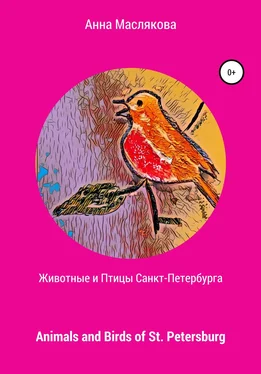 Анна Маслякова Животные и Птицы Санкт-Петербурга. Animals and Birds of St. Petersburg обложка книги