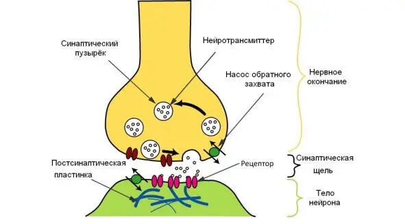 Конец провода обычно обрывается и этот обрыв называется синапсом на котором - фото 18