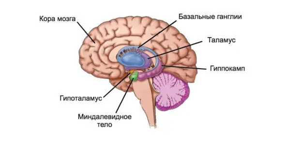 Для перевода в долговременную память так же требуется много ресурсов поэтому - фото 43