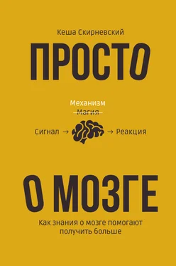 Кеша Скирневский Просто о мозге. Как знания о мозге помогают получить больше обложка книги