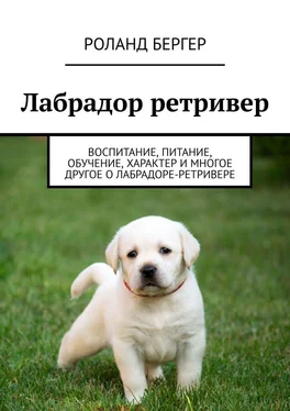 Pоланд Бергер Лабрадор ретривер. Воспитание, питание, обучение, характер и многое другое о лабрадоре-ретривере обложка книги