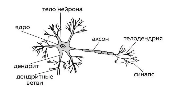 Рис Нейрон Нейрон обладает телом длинным хвостом аксоном своеобразным - фото 8