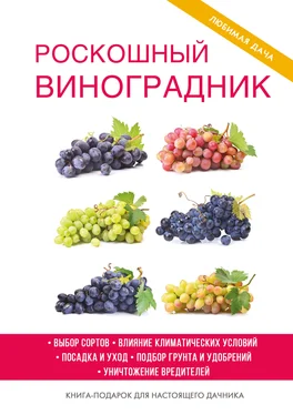 Екатерина Животовская Роскошный виноградник