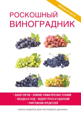 Екатерина Животовская Роскошный виноградник обложка книги