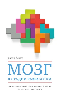 Марсия Годдард Мозг в стадии разработки. Потрясающие факты об умственном развитии от зачатия до взросления