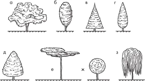 Рис 1 Кроны деревьев а раскидистая б овальная в пирамидальная - фото 3