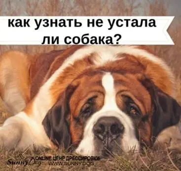 Увидели эти признаки Дайте собаке отдохнуть не давите на неё пусть она - фото 18