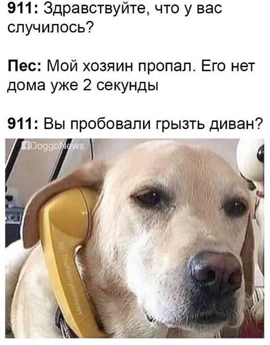 Поэтому мы начинаем обучение собаки не с команд а с взаимодействия с вами Это - фото 4