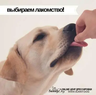 Поэтому с сегодняшнего дня мы формируем у собаки желание работать на время - фото 5