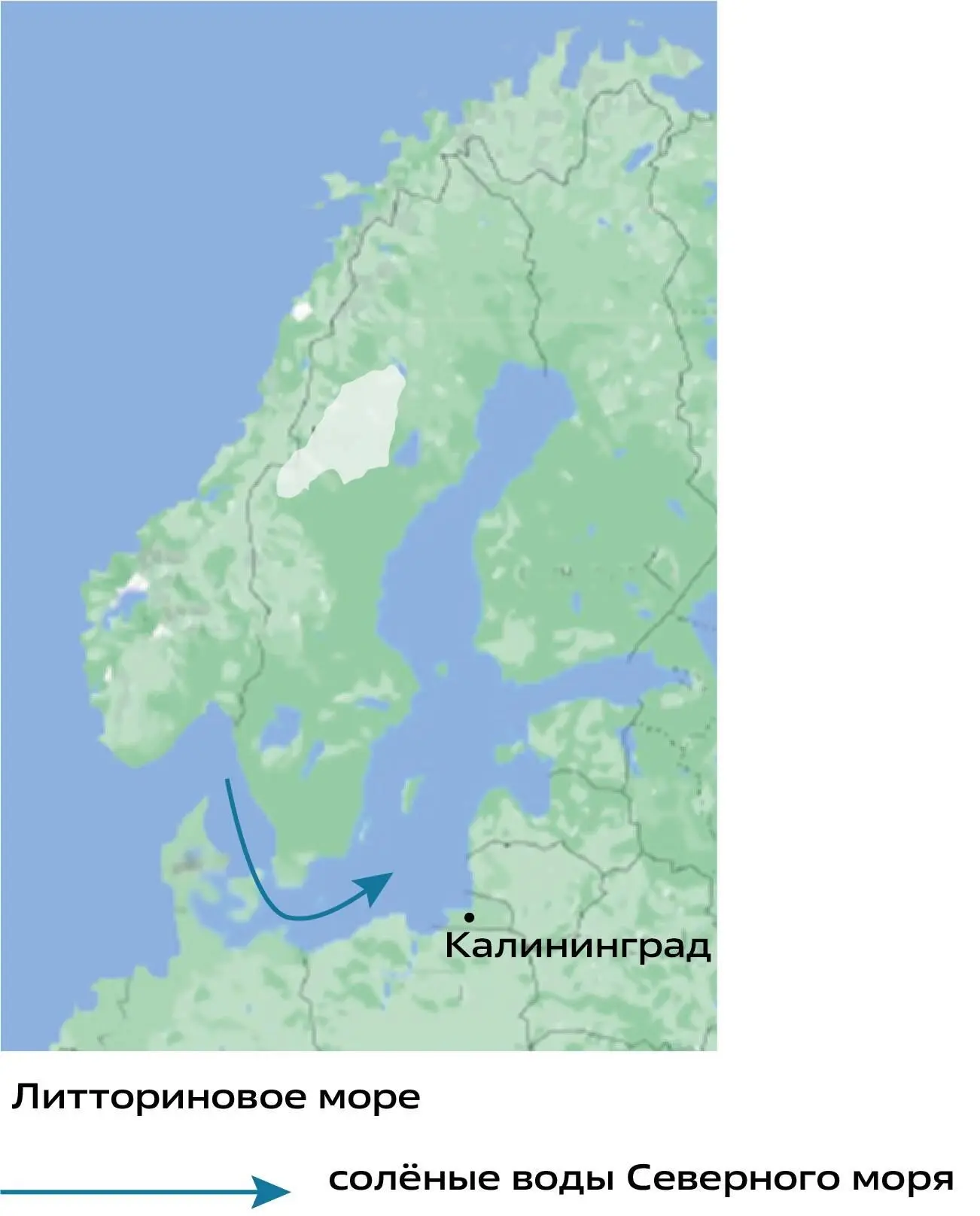 Название моря происходит от названия улитки литторины обыкновенной Littorina - фото 14
