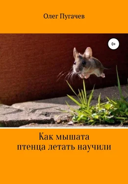 Олег Пугачев Как мышата птенца летать научили обложка книги