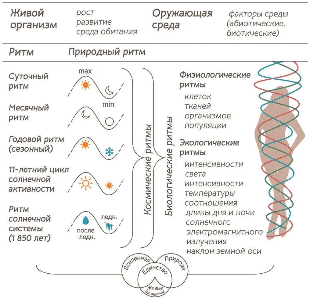 Рис 3 Биоритмы природы и человека Циклы по которым живем мы с вами - фото 1