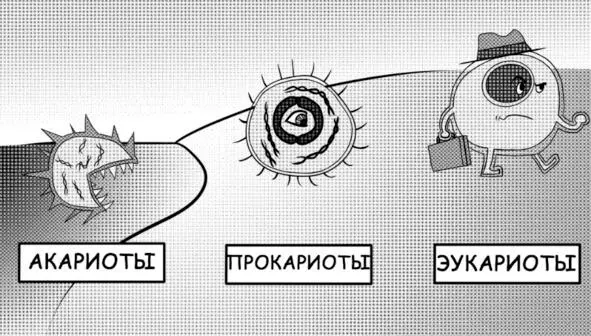 Рис 12 Микробная семейка Эукариоты ядерные хранят свою ДНК компактно - фото 2