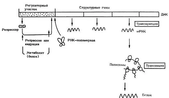 Рис 9 Упрощенная схема регуляции биосинтеза белка Взаимодействие - фото 12