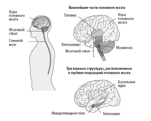 33 Центральная нервная система Продолжаясь вверх в сторону головного мозга - фото 11