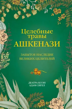 Адам Сигел Целебные травы ашкенази. Забытое наследие великих целителей обложка книги