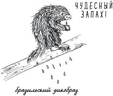 Спариваются дикобразы разумеется очень осторожно Кому захочется уколоть своё - фото 32