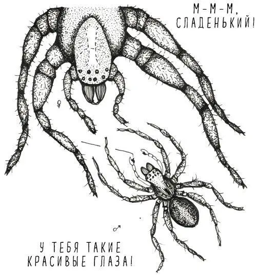 25 Хохлач заявляет о своей любви красным шаром Тюлень хохлачвыглядит - фото 35