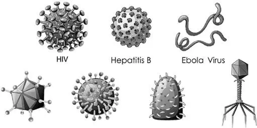 Схематическое изображение различных вирусов От живых организмов вирусы - фото 1