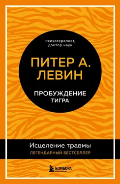 Питер Левин Пробуждение тигра. Исцеление травмы. Легендарный бестселлер обложка книги