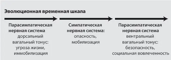 Рис 11 Эволюционно обусловленная иерархия поведения Из книги Deb Dana THE - фото 3