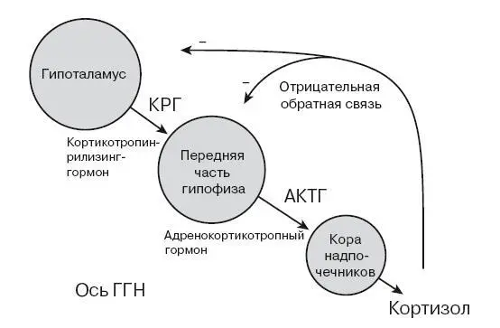 Рис 12 Основная гипоталамогипофизарнонадпочечниковая ось Использовано с - фото 4