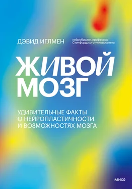 Дэвид Иглмен Живой мозг. Удивительные факты о нейропластичности и возможностях мозга обложка книги