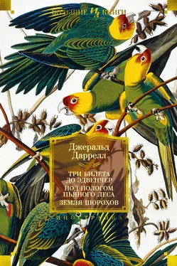 Джеральд Даррелл Три билета до Эдвенчер; Под пологом пьяного леса; Земля шорохов обложка книги