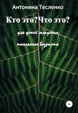 Антонина Тесленко Кто это? Что это? обложка книги