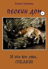 Елена Удачина - Пескин дом. И это все они, собаки!