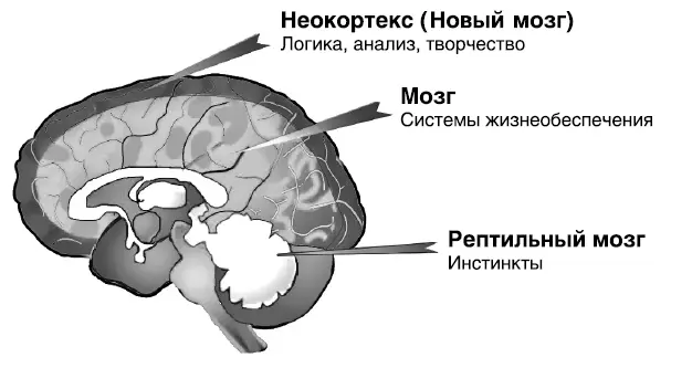 Рис 1Два мозга в одной черепной коробке Правда некоторые специалисты - фото 1
