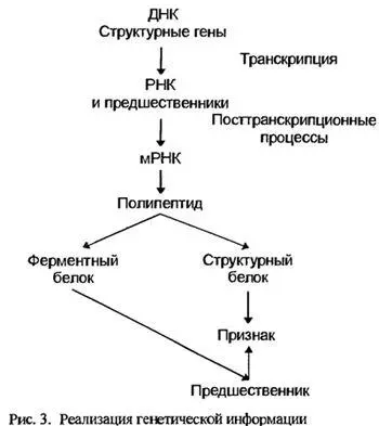 Строго говоря ген действительно представляет собой фрагмент ДНК в котором - фото 3