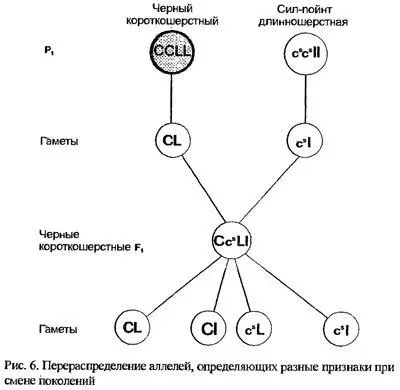 Все котята первого поколения пойдут в отца такие же черные и короткошерстные - фото 6