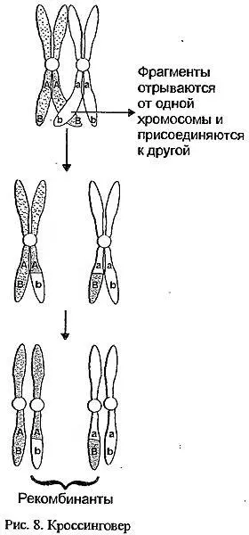 Гены находящиеся на значительном удалении друг от друга вообще ведут себя как - фото 10