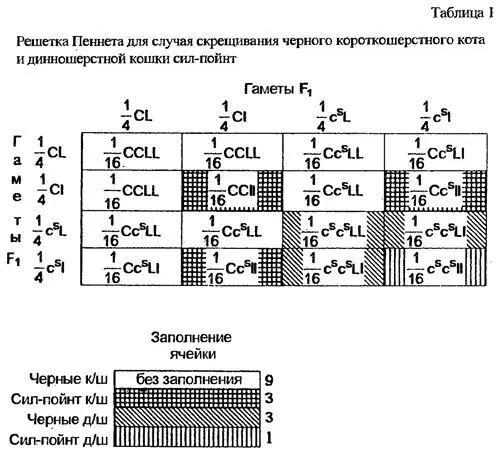 А что получится если скрестить того же черного кота с кошкой голубого - фото 7