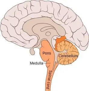 Fig 3 Metencephalon consists of cerebellum and pons The former is also - фото 3