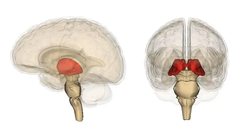 Fig 4 The thalamus Below the thalamus resides the hypothalamus which plays a - фото 4