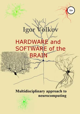 Igor Volkov Hardware and software of the brain обложка книги