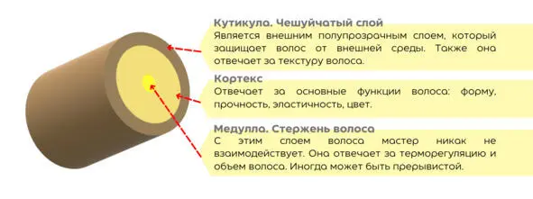 Влияние хим составов на волос Бровист работает только с двумя слоями волоса - фото 10