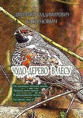 Дмитрий Бакунович - Чудо-дерево в лесу