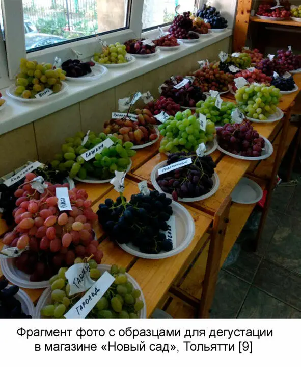 Другие ультраранние и ранние сорта которые смогут вызреть в нашем регионе со - фото 5