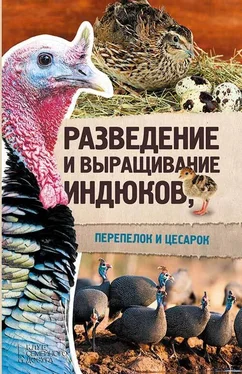 Юрий Пернатьев Разведение и выращивание индюков, перепелок и цесарок обложка книги