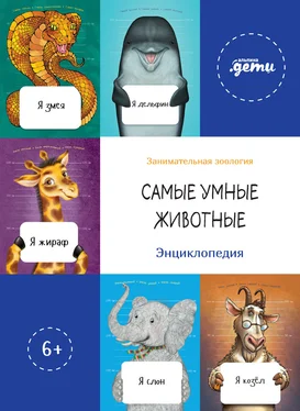 Леонид Агутин Самые умные животные. Энциклопедия обложка книги