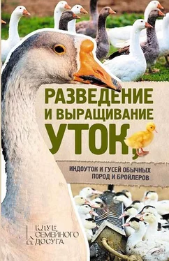 Юрий Пернатьев Разведение и выращивание уток, индоуток и гусей обычных пород и бройлеров обложка книги