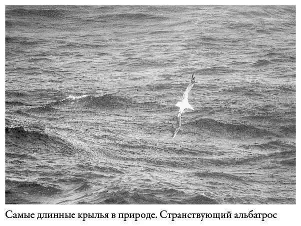 У живых существ с таким необычайно медленным темпом воспроизводства судьба вида - фото 1