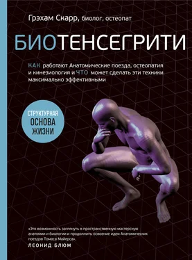 Грэхам Скарр Биотенсегрити. Как работают Анатомические поезда, остеопатия и кинезиология и что может сделать эти техники максимально эффективными