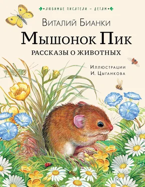 Виталий Бианки Мышонок Пик. Рассказы о животных обложка книги